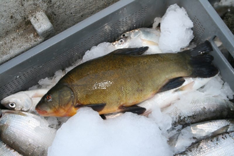 Albin Fischerei Bodensee (1)