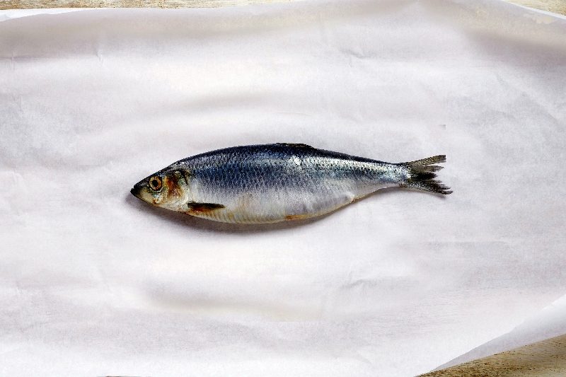 Hollaendisches_Fischbuero_Hering_Aussand