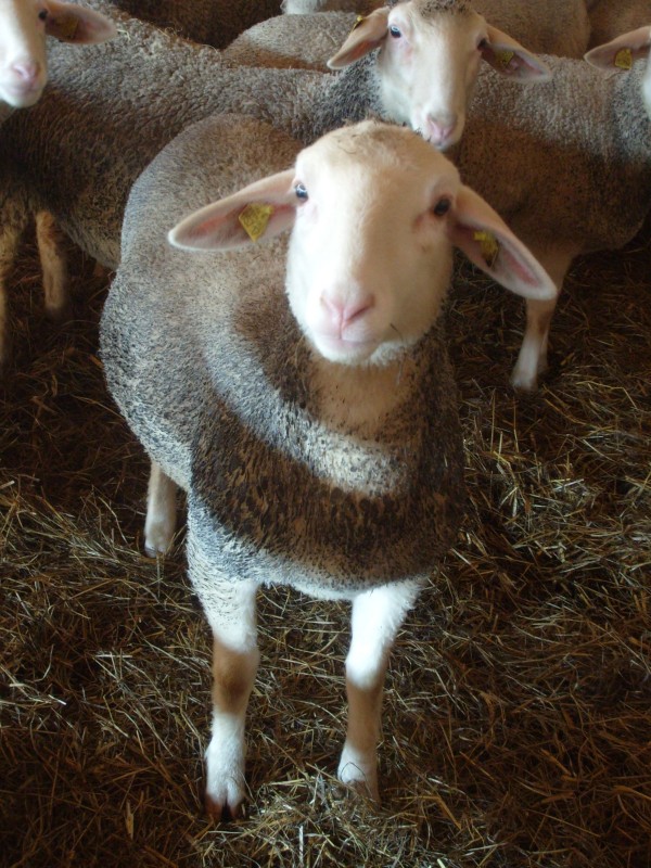 Schafe Blomeyers Käsebrett