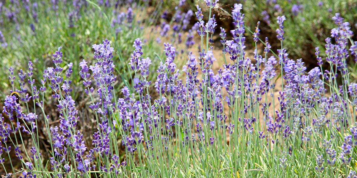 Lavendel